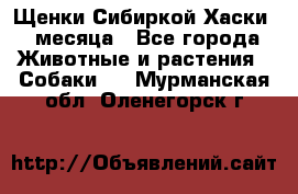 Щенки Сибиркой Хаски 2 месяца - Все города Животные и растения » Собаки   . Мурманская обл.,Оленегорск г.